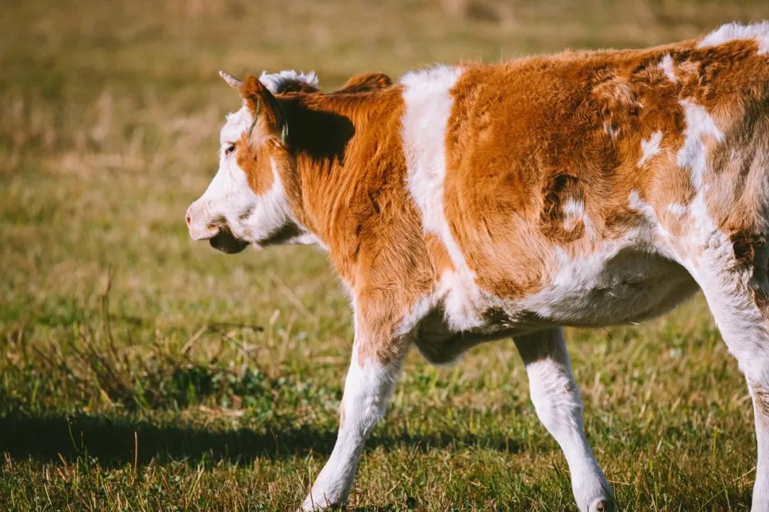 SIAL西雅國際食品展